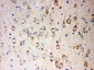 Anti-SOX2 Antibody